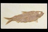 Fossil Fish (Knightia) - Wyoming #136783-1